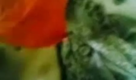 मेरे पूर्व प्रेमिका सकता है सेक्सी वीडियो चाहिए सेक्सी वीडियो चूसना