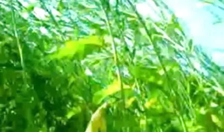 18 xx वीडियो xx वीडियो साल पुराना सेक्स में एक देहाती घर
